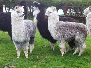 Donkey at clondanagh