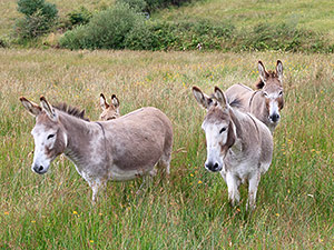 Donkey and foal