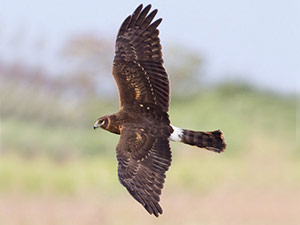 Hen Harrier