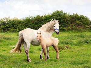 Mare and Foal