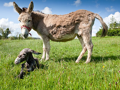 Donkey and foal