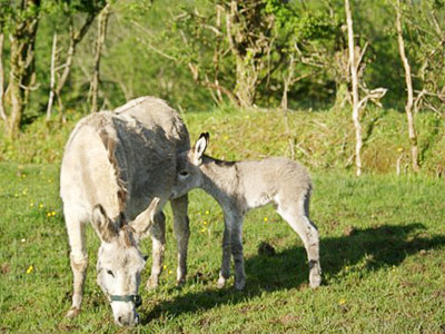 donkeys